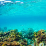 28900714_colorful-underwater-vegetation-in-the-mediterranean-sea