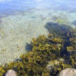 2953543_small-waves-and-seaweed